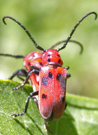 Red Milkweed Beetle